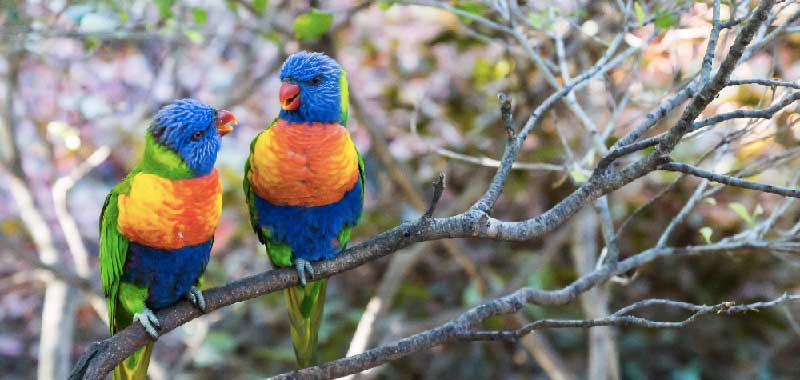 La beauté des oiseaux colorés exotiques